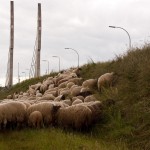 schaapdskudde mastenbroekerbrug