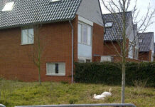 Laat de broedende zwanen met rust