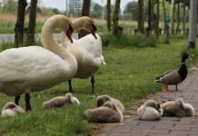 Gezinsuitbreiding voor zwanenfamilie