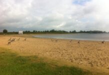 Zonnebaden tussen de ganzenpoep (update)