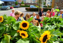 Scholieren verrassen Zonnehuisbewoners met zonnebloemen
