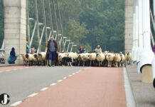 Wie zwaait de schaapskudde uit?