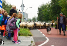 Zwolse Schaapskudde vertrekt uit Stadshagen