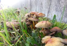 Paddestoelen houden van Geheugentheater