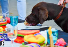 Dierendag: Beestenboel in het winkelcentrum (fotoreportage)