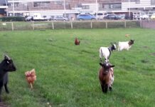 Kippen dierenweides los ondanks afschermplicht