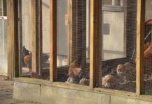 Geen verdere verspreiding vogelgriep in omgeving