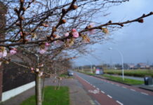 Hoera: de lente ontwaakt in Stadshagen
