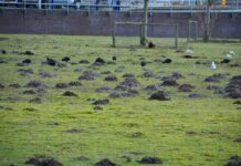 Dierenweide Stadshagen gemold