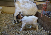 Jonge geitjes geboren in wijkboerderij
