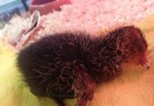 Kinderen laten jonge meerkoet aan lot over