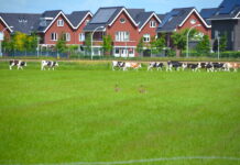 Het Haagpad: agrarische natuur gevangen door de stad