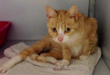 Katten uit Stadshagen gedumpt in Westerveldsebos