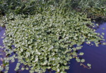 Waterschap: help exotische waterplanten bestrijden