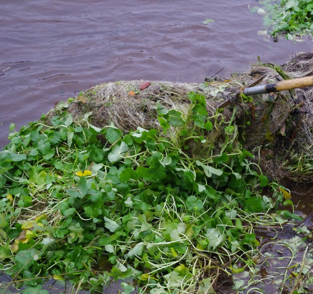 waterschap-help-exotische-waterplanten-bestrijden-stadshagennieuws-nl