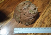 Weer ‘gebakken spons’ in Stadshagen