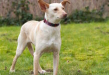 Radeloze baasjes zoeken vermiste hond