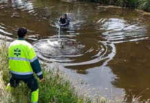 Zwaan bevrijd van rattenklem (video)
