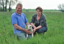 Ram blijkt toch niet gesteriliseerd: Vreugdehoeve verwacht 500 lammetjes