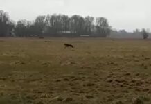 Wolf loopt ‘langs’ Stadshagen