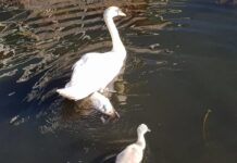 Zwaantje verdronken door verstrikking met tiewrap