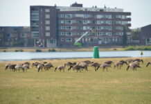 Bezoekers Milligerplas hekelen ganzenpoep