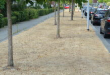 Natuur in Stadshagen zucht onder droogte
