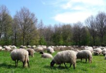 Zwolse schaapskudde terug in Stadshagen