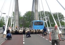 Daar buiten loopt een schaap
