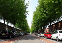 Helft bomen Klokkengieterlaan wordt gekapt