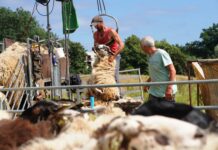 Laatste schapen herder Tjitse geschoren