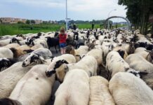 Schaapskudde trekt door Stadshagen (foto’s)