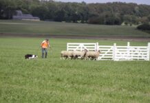 Schaapherder Stadshagen net buiten EK-finale schapendrijven