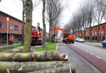 Ruim vijftig bomen gerooid in Klokkengieterlaan