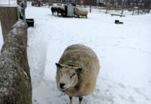 Sneeuw in Stadshagen! (Deel 2)