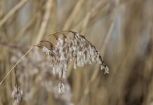 Stadshagen onder een deken van mist (Fotoreportage)