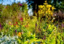 Stadshoeve zoekt vrijwilligers voor bloementuin