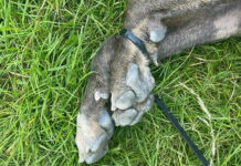 Twee aanhoudingen in zaak dode hond in Zwolle