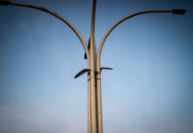 Brandweer redt meeuw uit benarde situatie