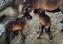 Eerste lammetjes bij Dierenweide Kakel & Co