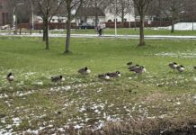 Geen ‘extreme toename’ ganzen door ganzenaanpak