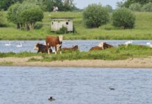 Zwerftocht met boswachter door Vreugderijkerwaard