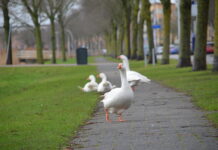 Nog lichte groei aantal ganzen door ingrijpen, maatregelen hebben succes