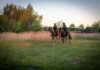 Politie te paard zoekt mee naar vermiste ‘JoJo’