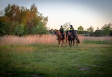 Politie te paard zoekt mee naar vermiste ‘JoJo’