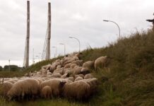 Waterschap gaat stadsdijken versterken