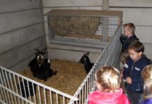 Werkgroepen aan de slag met kinderboerderij
