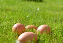 Stadshagen viert Palmpasen