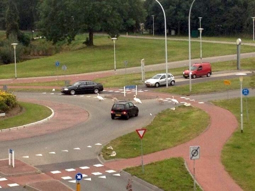 Zwanen nemen voorrang in Stadshagens verkeer