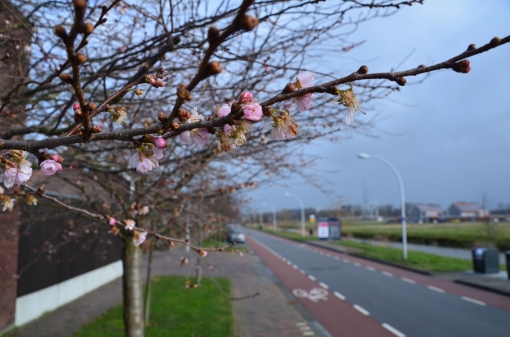 Hoera: de lente ontwaakt in Stadshagen